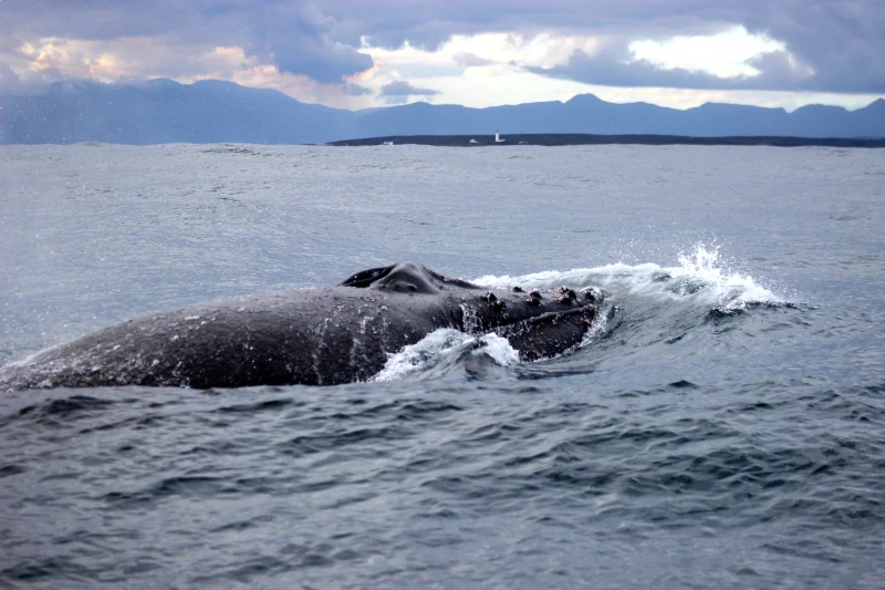 Ребята, это было просто невероятно! Оно того стоило! Увидели всю пятерку. Хотя нас предупреждали, что сейчас