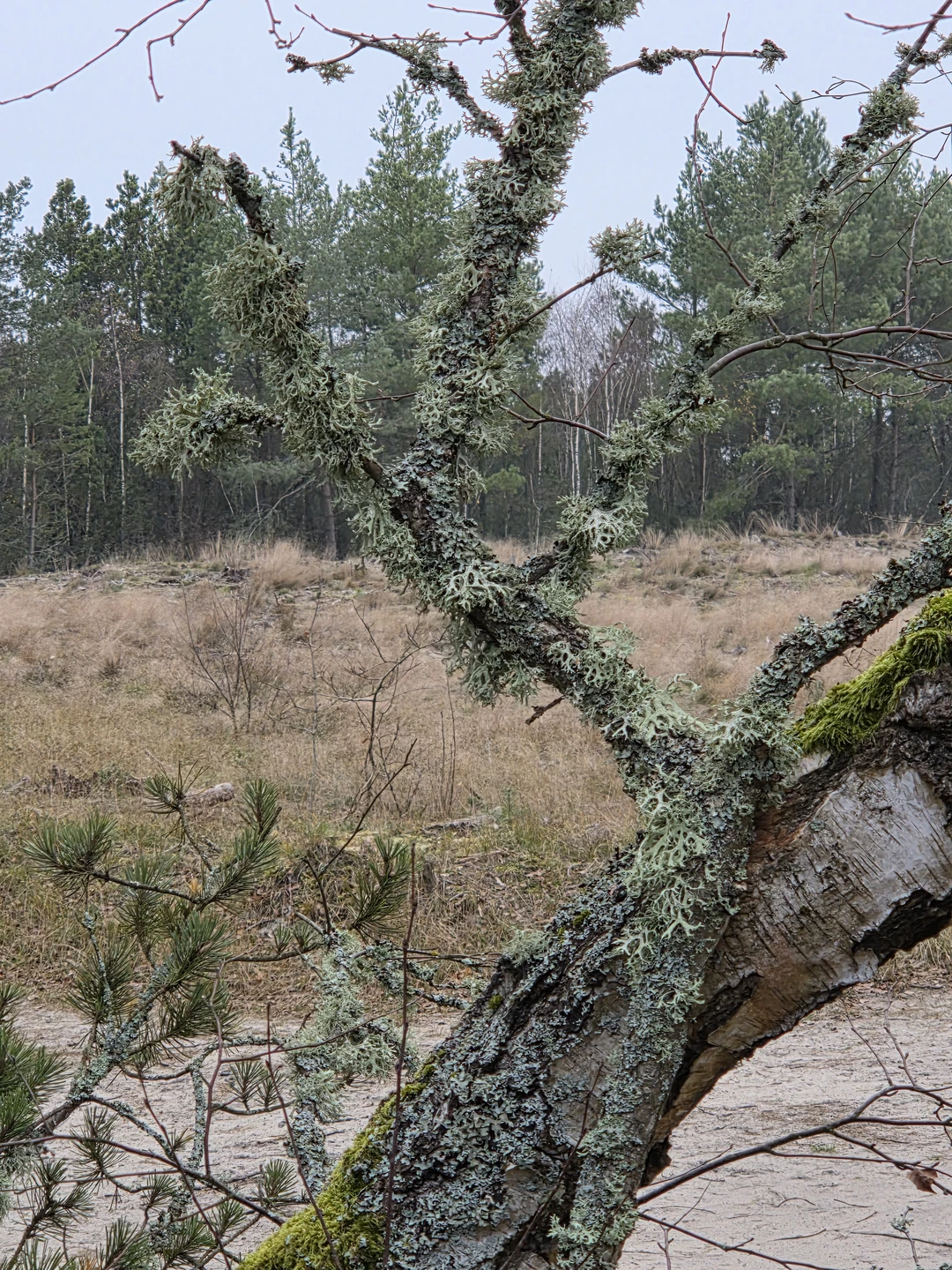 Поездка очень понравилась, прекрасная подача материала. Елена рассказала и о формировании косы, и о народах, населявших