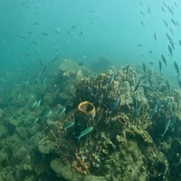 Фото отзыва 3: экскурсия "Погружение с аквалангом на Фукуоке"