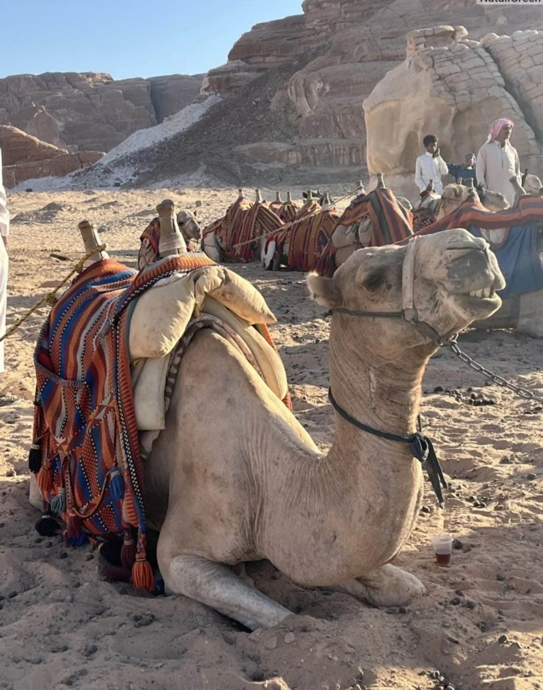Отличное путешествие! Абсолютно безопасное. Получили массу положительных эмоций и впечатлений! Прекрасно разнообразили свой пляжный отдых. Однозначно