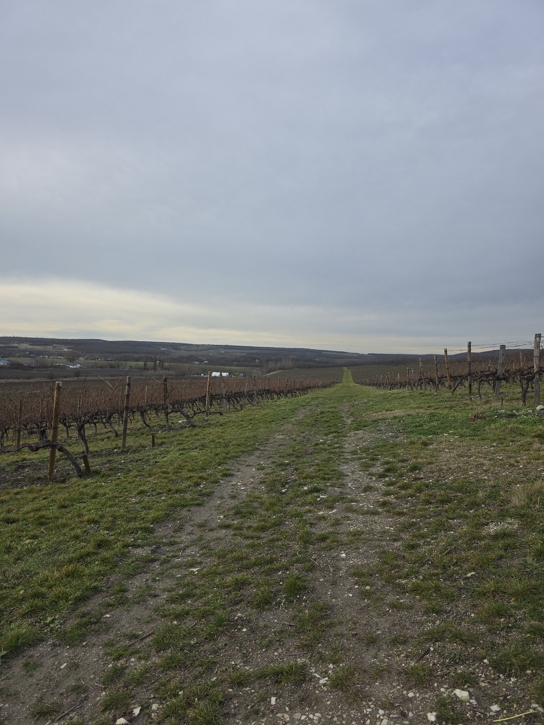 Винные открытия: Скалистый берег, Шумринка и Гай-Кодзор (Марина)