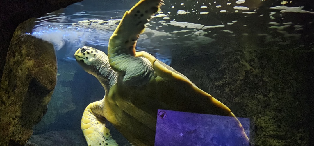 Групповая обзорная экскурсия по Сочи из Адлера (Анастасия)