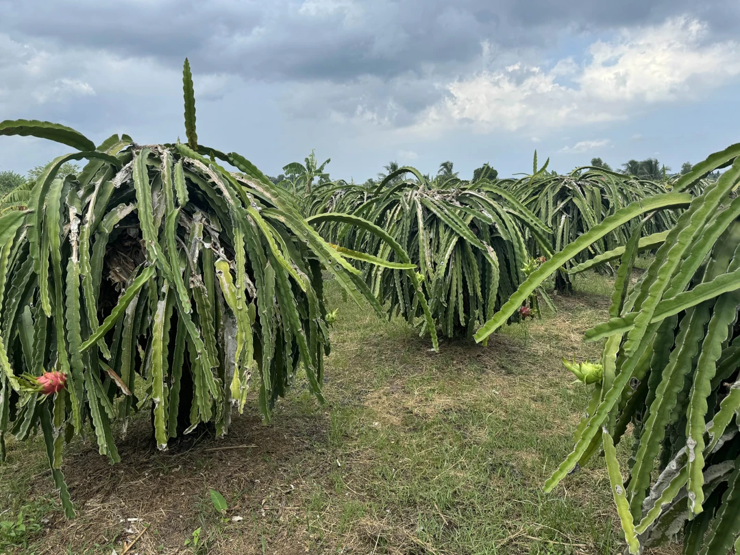 Вчера были на экскурсии с гидом Таней. Комфортный автомобиль, рассказ из первых уст (Таня вьетнамка, которая