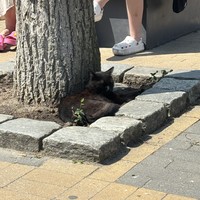 Фото отзыва 1: экскурсия "Замуррчательный Зеленоградск!"