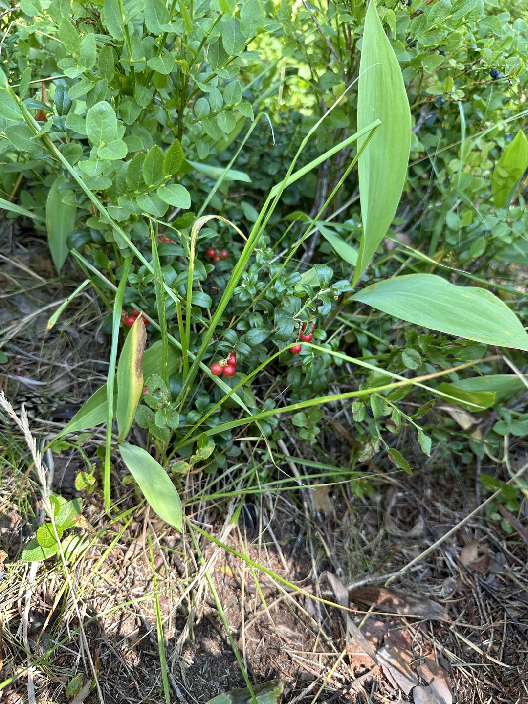 Заказали экскурсию через Трипстер. Сразу пришло подтверждение, внесли предоплату. В сообщении о подтверждении оплаты было указано