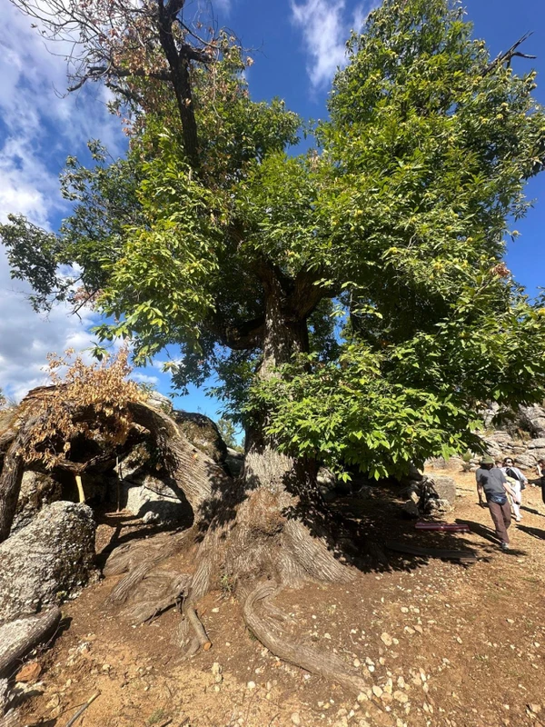 Рафтинг в каньоне Кёпрюлю - с трансфером из Антальи