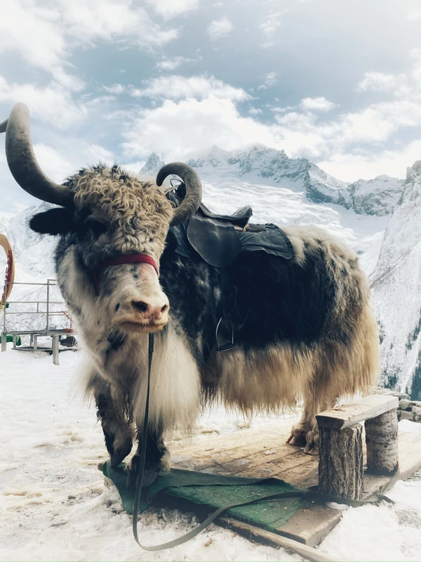 Индивидуальный джип-тур из КМВ в Домбай с проживанием в спа-отеле