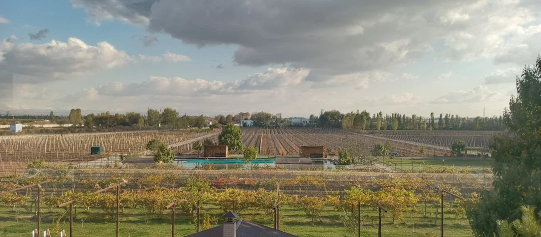 Экскурсия в Институт Солнца, Мечеть Хазрат Али Бува и на винодельню была потрясающей