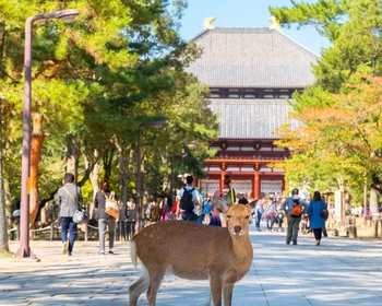 Свободный день и программа на выбор