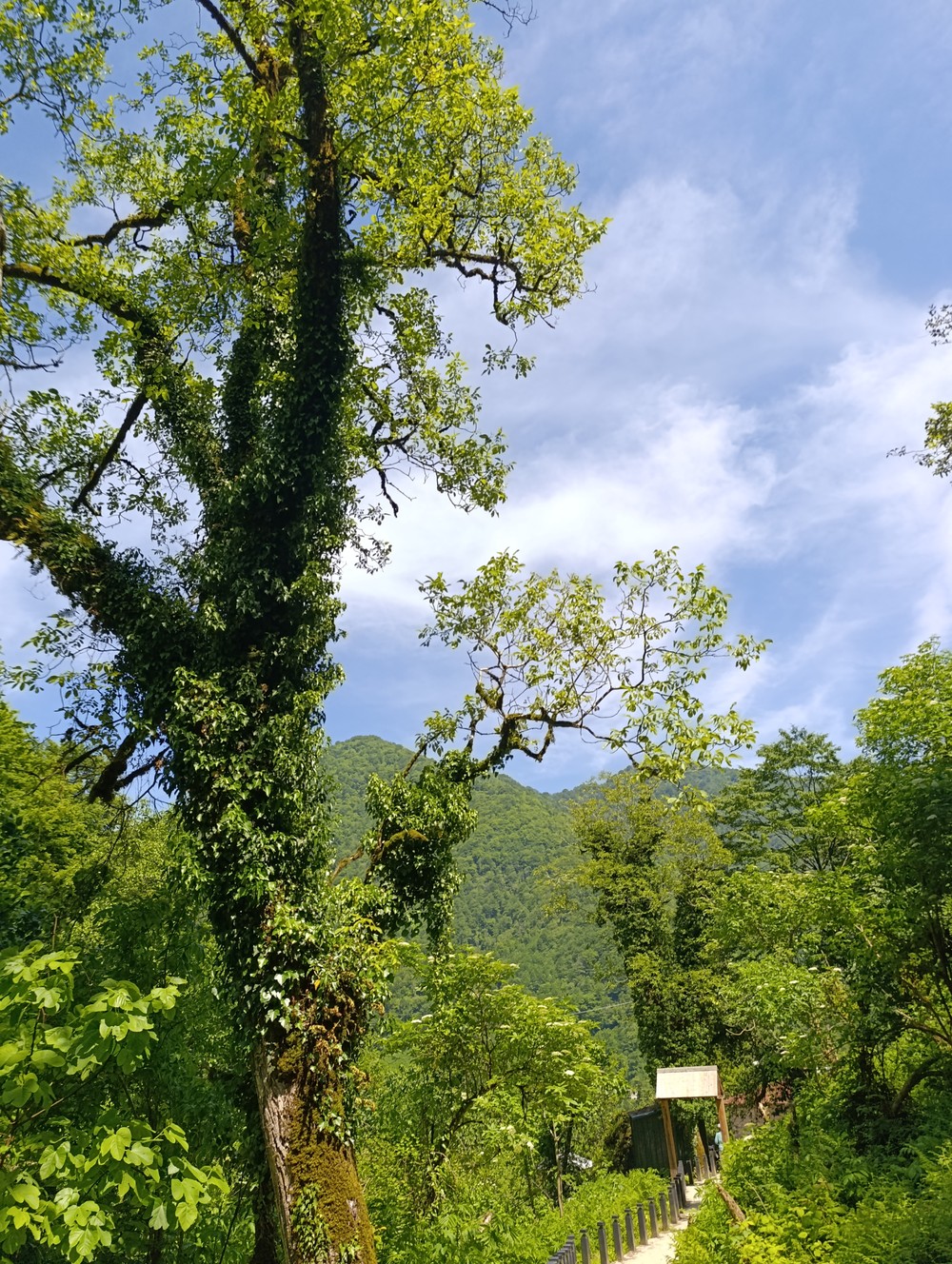 Из Батуми — в горы Аджарии! (14/16)