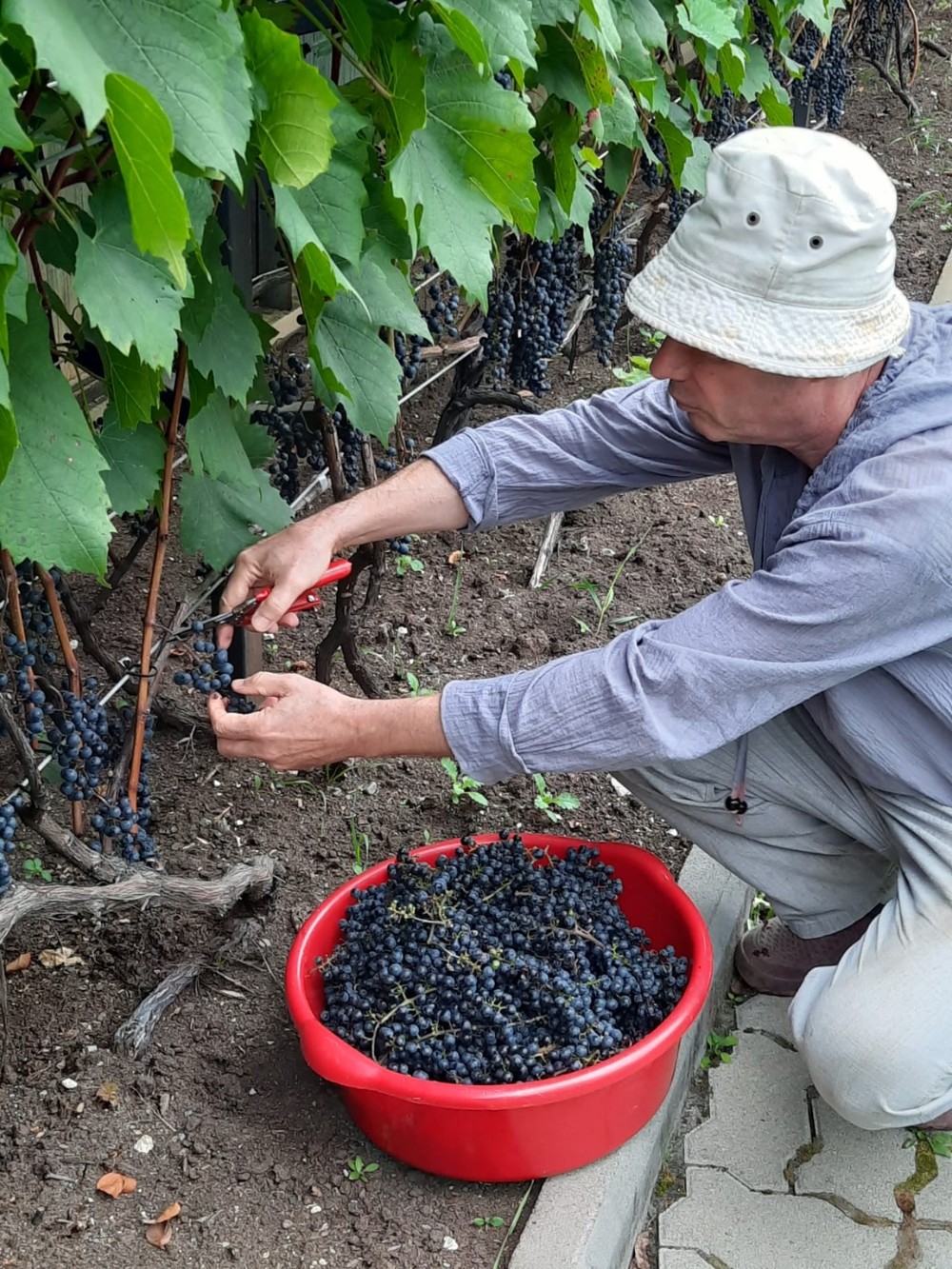 В гостях у винодела (в группе) (3/9)