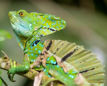 Национальный парк «Корковадо»