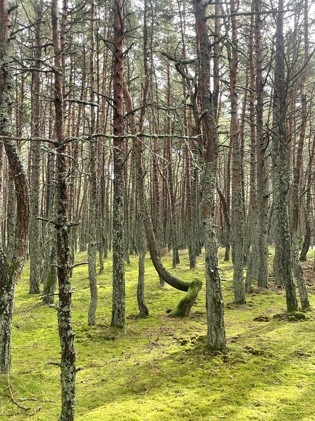 Антон прекрасный экскурсовод, водитель (комфортное и безопасное вождение) и человек! Спасибо огромное за нашу поездку. Всё