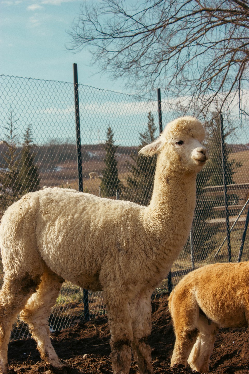 Спасибо большое за отличную экскурсию, гостеприимный прием и положительные эмоции гиду Шахину) Посетили все места без