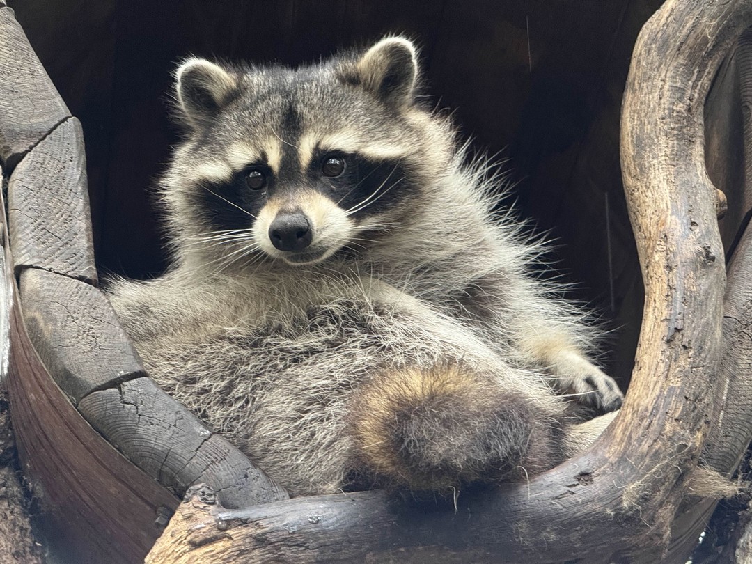 Приморский сафари-парк, бухта Стеклянная и мыс с двухтысячной купюры. Индивидуальная экскурсия (Евгений)