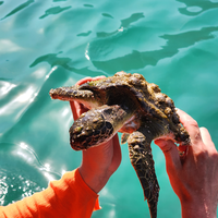 Фото отзыва 3: экскурсия "Морской круиз на полуострове Мусандам (всё включено)"