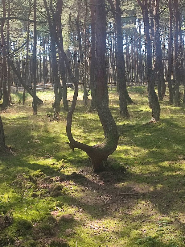 Виды Знаковые места Куршской косы