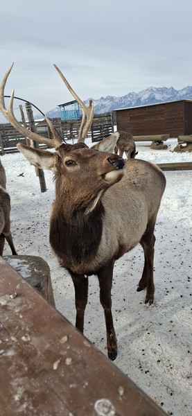 Горный Аршан: из Иркутска - к подножию Саян (Анна)