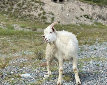 Акташ, Чуйский оленный камень, древние наскальные рисунки и водопад Ширлак