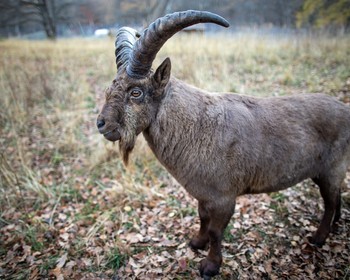 Фото отзыва 4: авторский тур "Никакой суеты — только горы и ты. Зимние каникулы на Домбае"