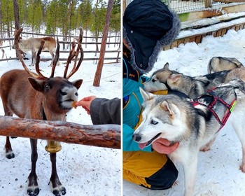 В гости к хаски