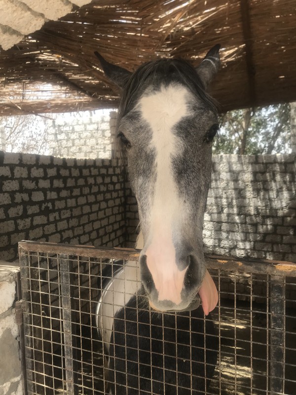 Прогулки на лошадях и верблюдах в Хургаде - Фото 5