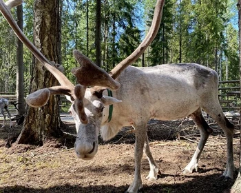 Прогулка по Петрозаводску, Онежская набережная, питомник северных оленей и ездовых собак