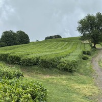 Фото отзыва 1: экскурсия "Впервые в Сочи"