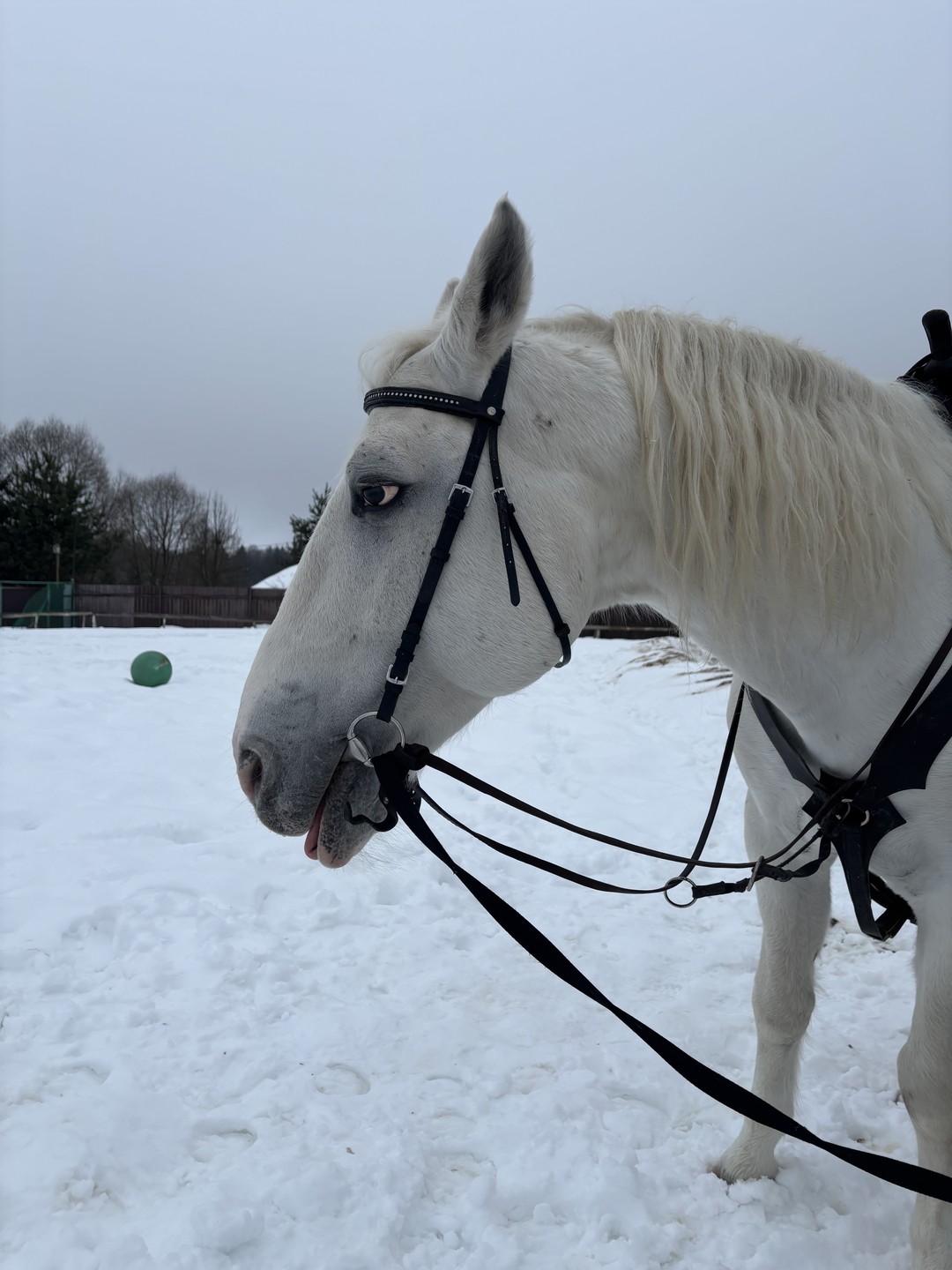 Спасибо большое за гостеприимство! Очень рады, что попали на конюшню 14 февраля и познакомились с ее