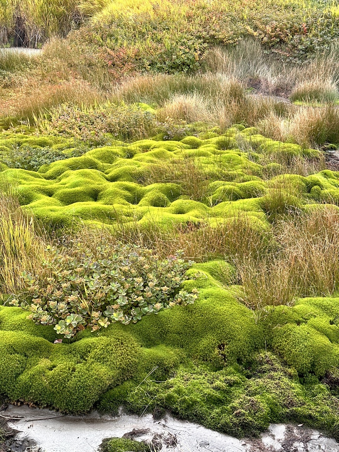 Первый раз в жизни побывали на Камчатке. Выбрали экскурсию на Дачные источники и не пожалели. Отличный