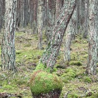 Фото отзыва 2: экскурсия "Пески времени: путешествие по Куршской косе"