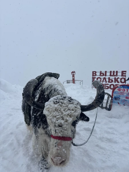 Экскурсия потрясающая! Мы поехали, когда в Кисловодске была, можно сказать, весна, а в Домбае была настоящая