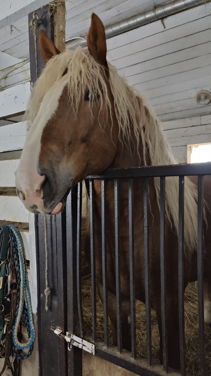 Дмитрию большое спасибо за прекрасный воскресный тур в настоящую жизнь! Природа, запах сена, лошади, дети с