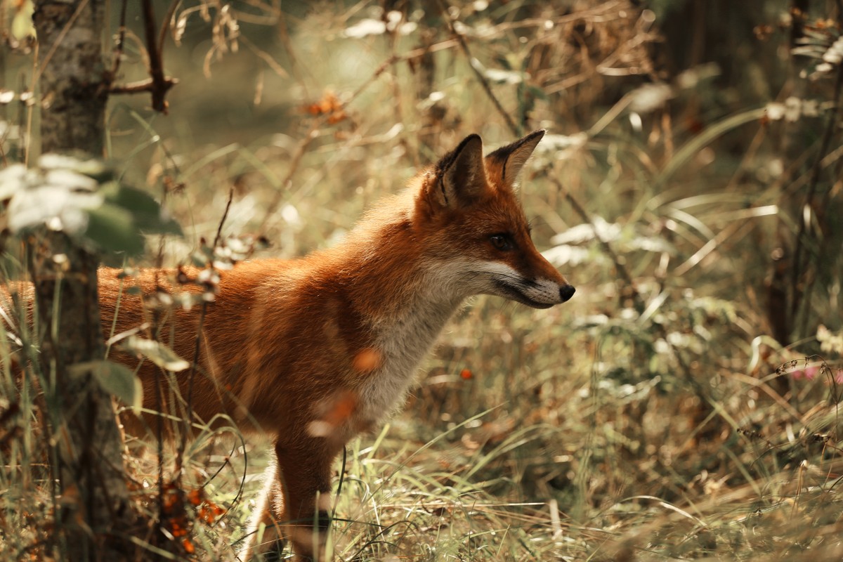 Фотопутешествие на Куршскую косу: ваша love story на Балтике (5/21)