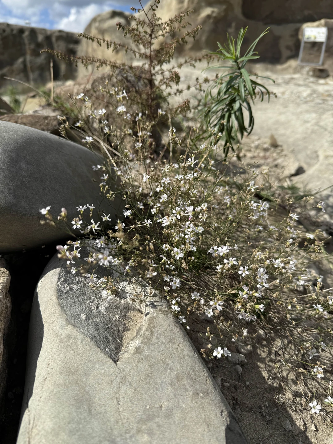 Вечная Грузия: Мцхета, Гори и Уплисцихе (в группе) (Светлана)