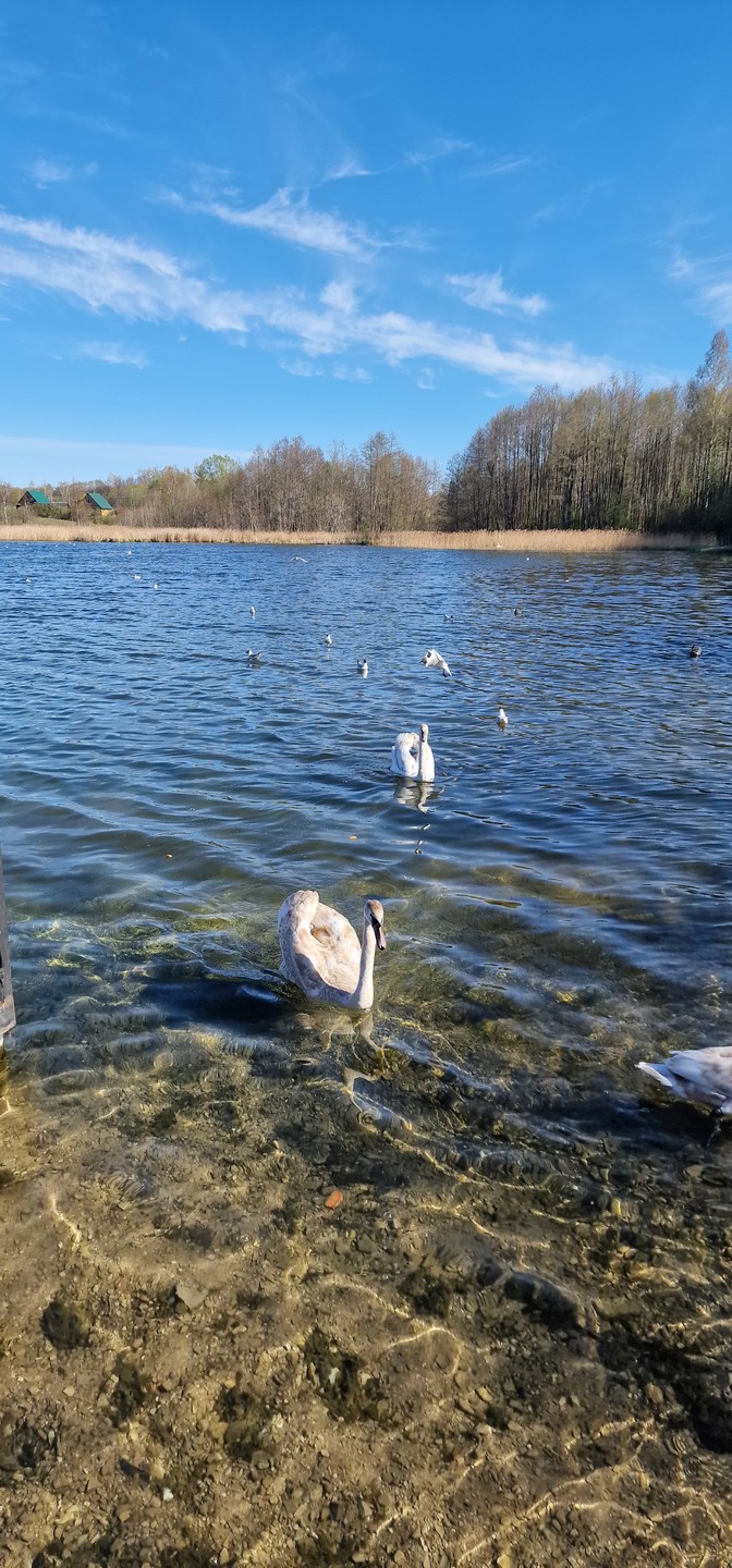 Псков, Изборск и Печоры: групповая авто-пешеходная экскурсия (борис)