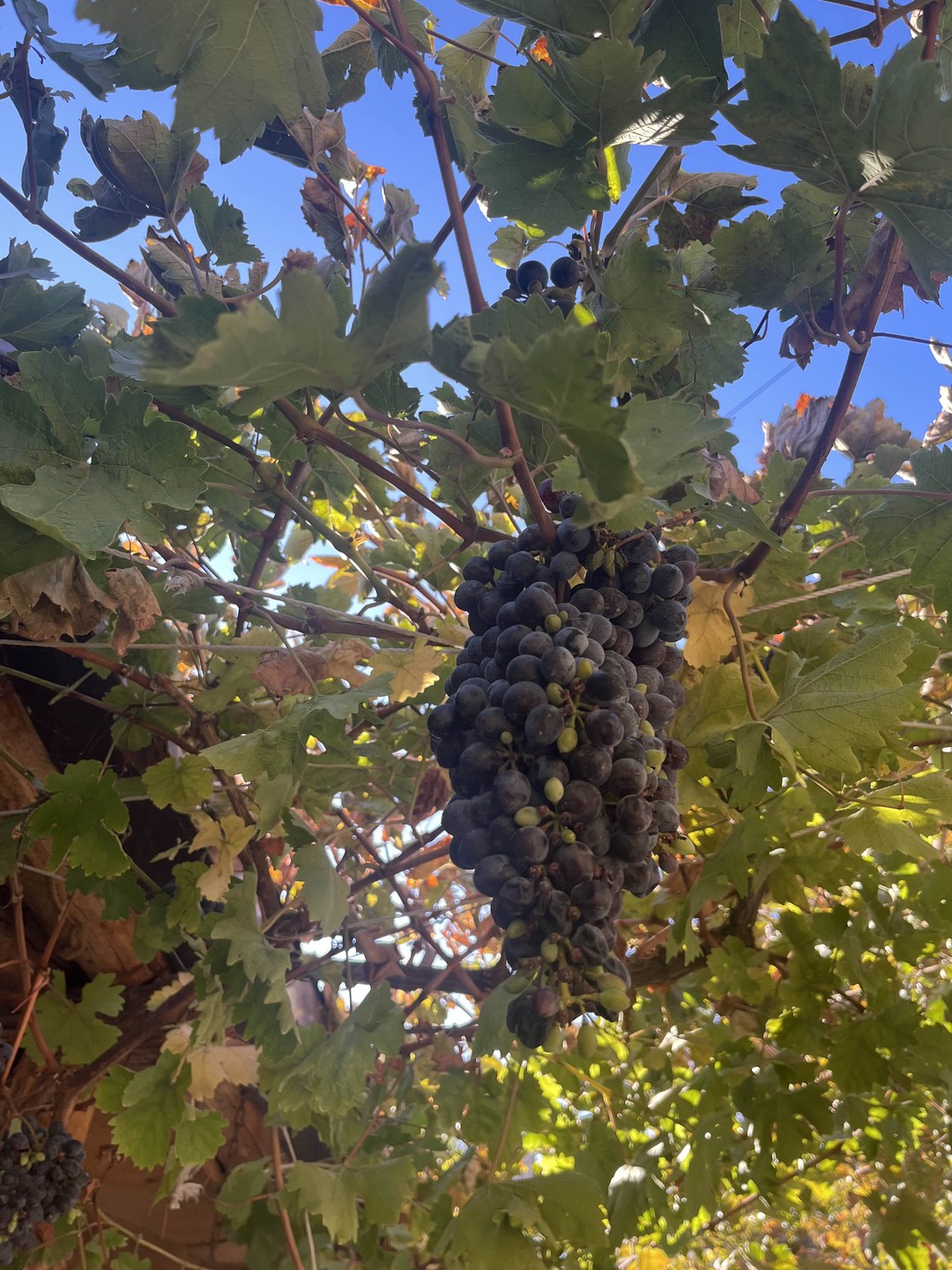 Арарат, Арени и Нораванк - дороги, пропитанные солнцем (Ольга)