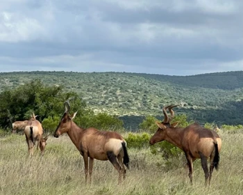 День сафари