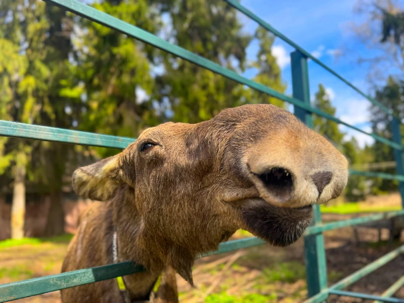 Из Костромы - на лосиную ферму