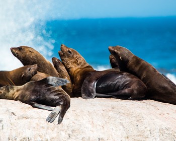 Мыс Доброй Надежды, пингвины и водная прогулка к морским котикам