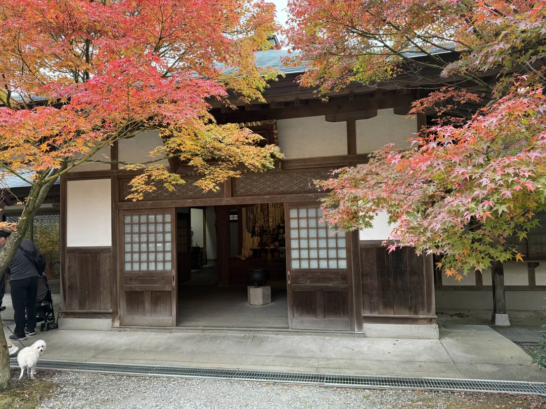 Хотим поблагодарить Светлану за реализацию нашей мечты - увидеть своим глазами красные клёны 🍁🥰