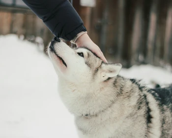Экскурсия по Петрозаводску, этнопарк «Вотчина Талви Укко», деревня саамов