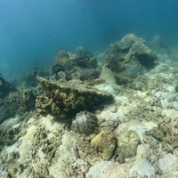 Фото отзыва 3: экскурсия "Погружение с аквалангом на Фукуоке"