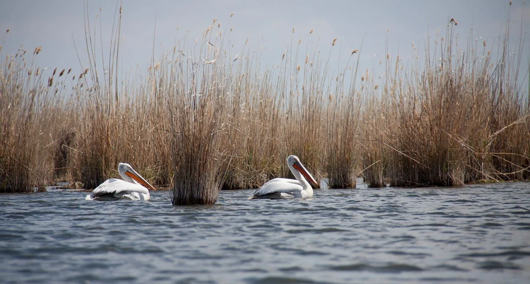 Пеликаны на&nbsp;территории заказника