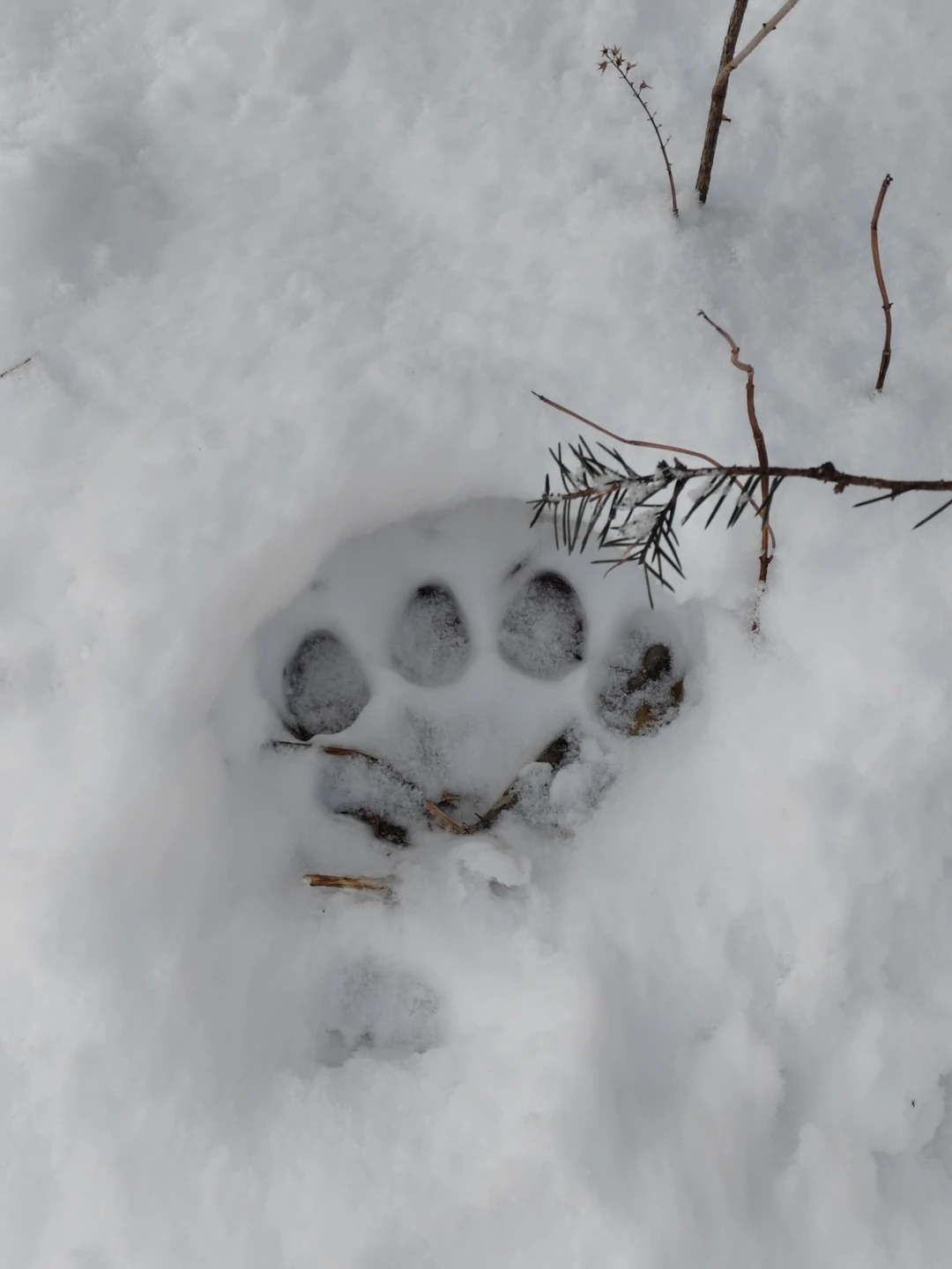 Все очень понравилось, экскурсовод Василий интересно рассказывал о природе, общительный и тактичный. Накануне выпал снежок, но
