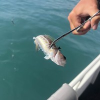 Фото отзыва 2: экскурсия "Адлер: морская рыбалка, обед из улова и купание в Чёрном море"