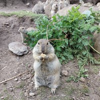 Фото отзыва 4: экскурсия "Джип-тур на урочище Джилы-Су"