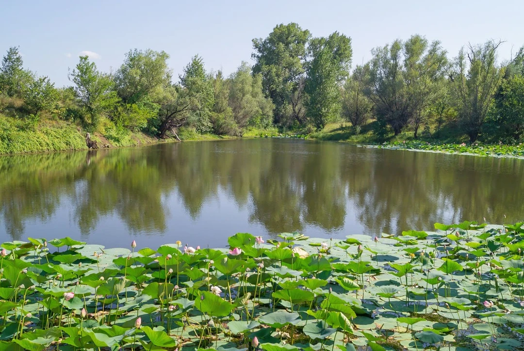 Озеро лотосов в&nbsp;Волгоградской области