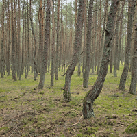 Фото туриста Евгений 2 - Утренняя Куршская коса, Зеленоградск и замок Нессельбек на автобусе