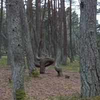 Фото отзыва 1: экскурсия "Куршская коса, замок Нессельбек, форт N3 и Зеленоградск"